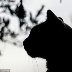 回到过去变成猫封面